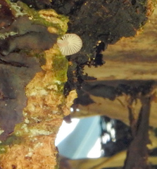 Mycena clarkeana