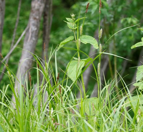 Carex sordida iNat (1)