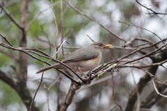Turdus pelios