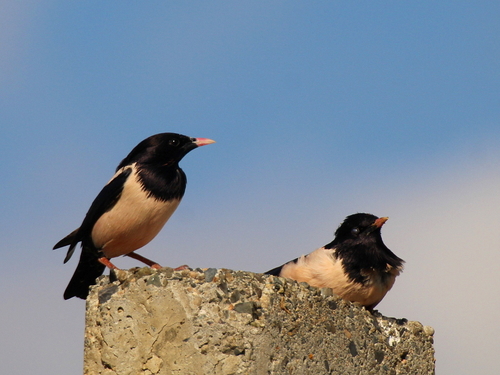 Rosy Starling