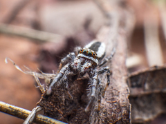 Pseudicius encarpatus