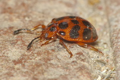 Corynomalus dentatus