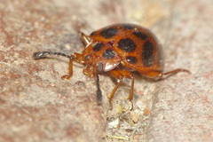 Corynomalus dentatus