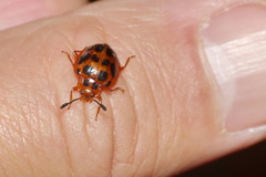 Corynomalus dentatus