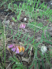 Vicia megalotropis