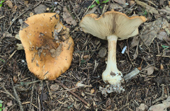 Leucocortinarius bulbiger