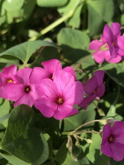 Oxalis articulata