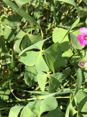 Oxalis articulata