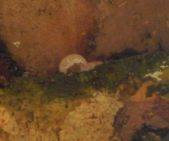 Mycena clarkeana