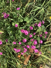 Oxalis articulata