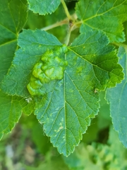 Nasonovia ribisnigri