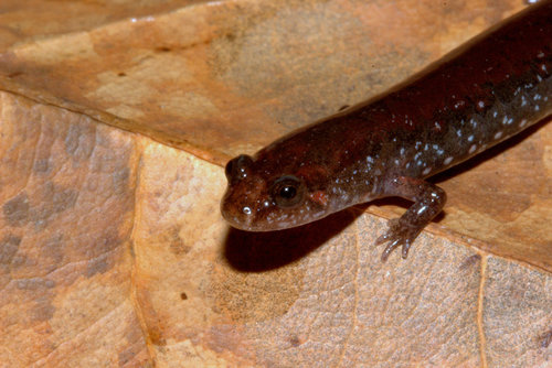 Holbrook’s Southern Dusky Salamander