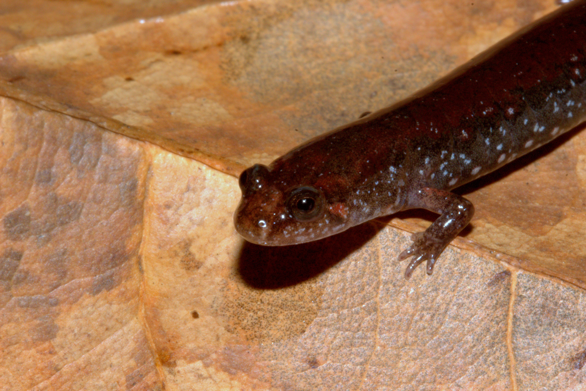 southern dusky salamander