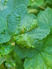 Nasonovia ribisnigri