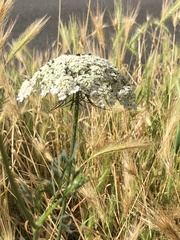 Daucus
