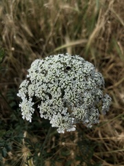 Daucus