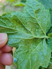 Nasonovia ribisnigri