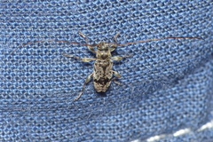 Leiopus femoratus