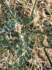 Daucus