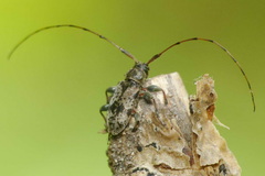 Leiopus femoratus