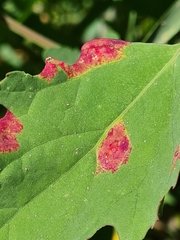 Peronospora variabilis