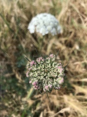 Daucus