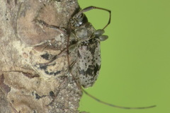 Leiopus femoratus
