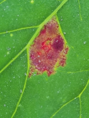 Peronospora variabilis