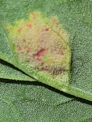 Peronospora variabilis