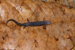 Desmognathus auriculatus