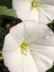 Convolvulus arvensis