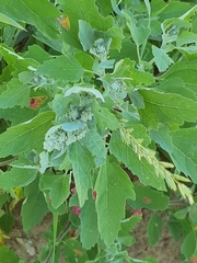 Peronospora variabilis