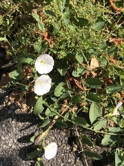 Convolvulus arvensis