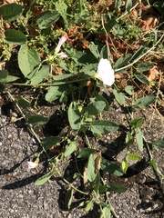 Convolvulus arvensis