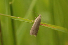 Helcystogramma rufescens