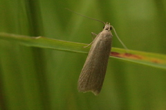 Helcystogramma rufescens
