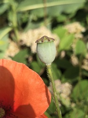 Papaver