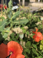 Papaver