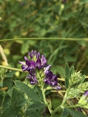 Medicago