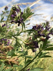 Medicago