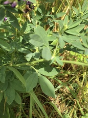 Medicago