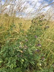 Medicago