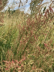 Rumex