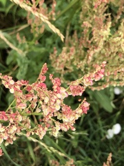 Rumex