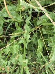 Rumex