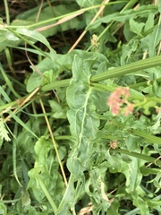 Rumex