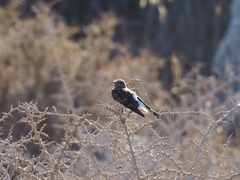 Oenanthe melanoleuca
