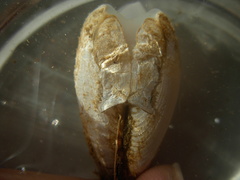 Pholas dactylus
