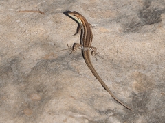 Ophisops elegans schlueteri