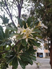 Plumeria obtusa